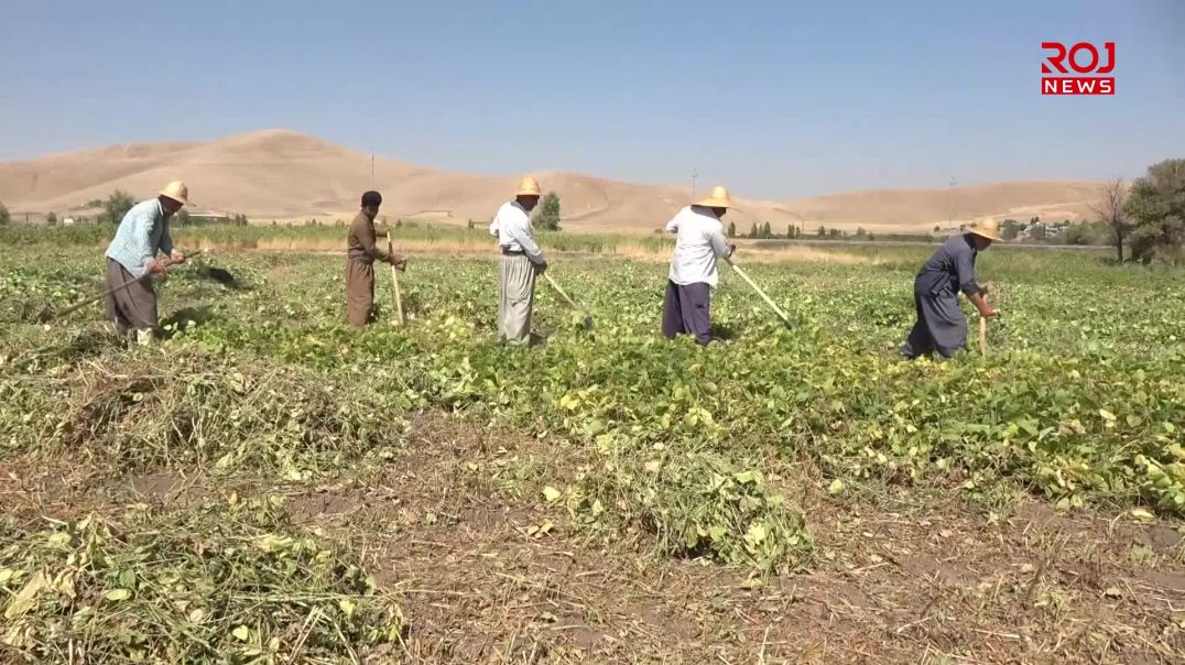 له‌شاره‌زوور به‌رهه‌مى ماش و كونجى پێگەیشت و جوتیاران دروێنه‌ ده‌كه‌ن