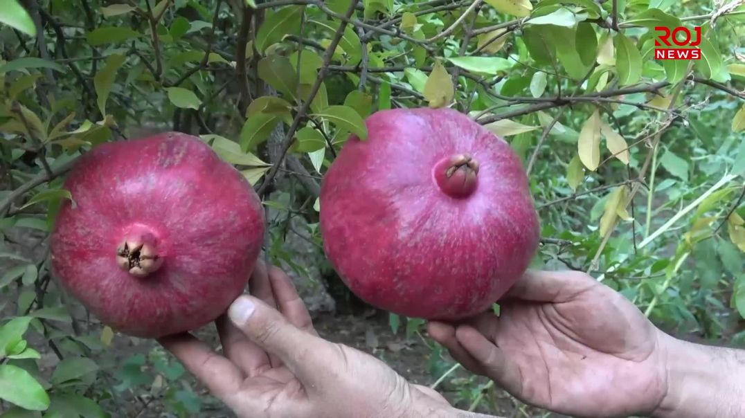 وەرزی پێگەیشتن و لێکردنەوەی هەنارە لە دەڤەری پشدەر