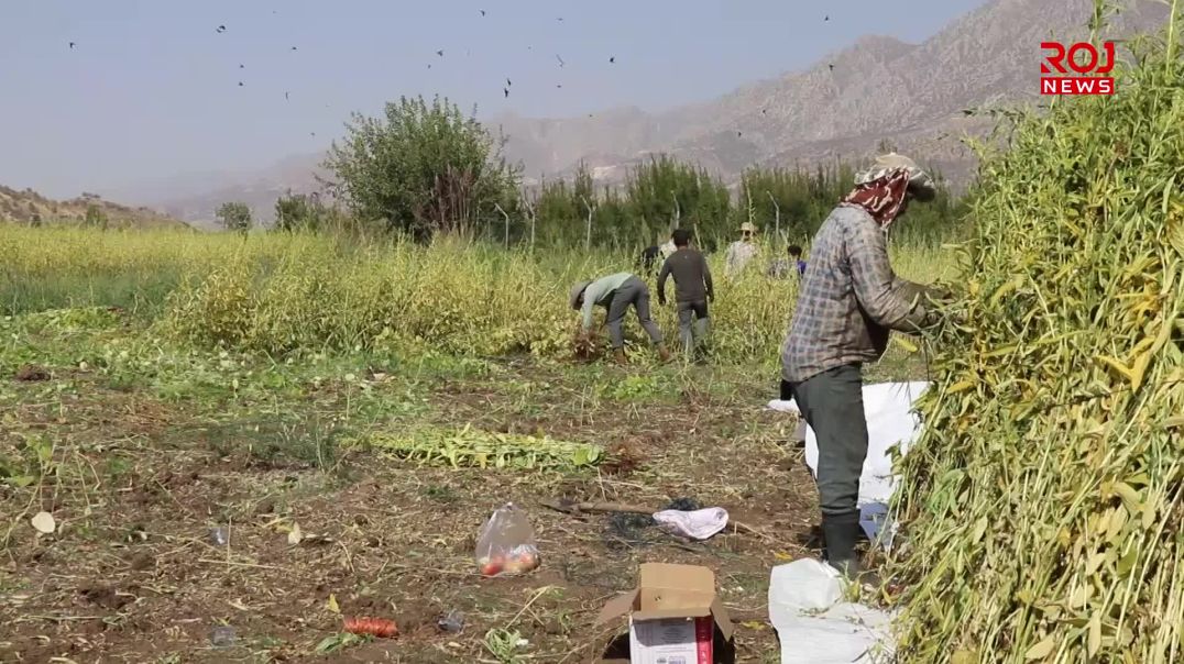 جوتیارانی ئامێدی بەرهەمی کونجی دەدوورنەوە و داوای هاوکاری دەکەن