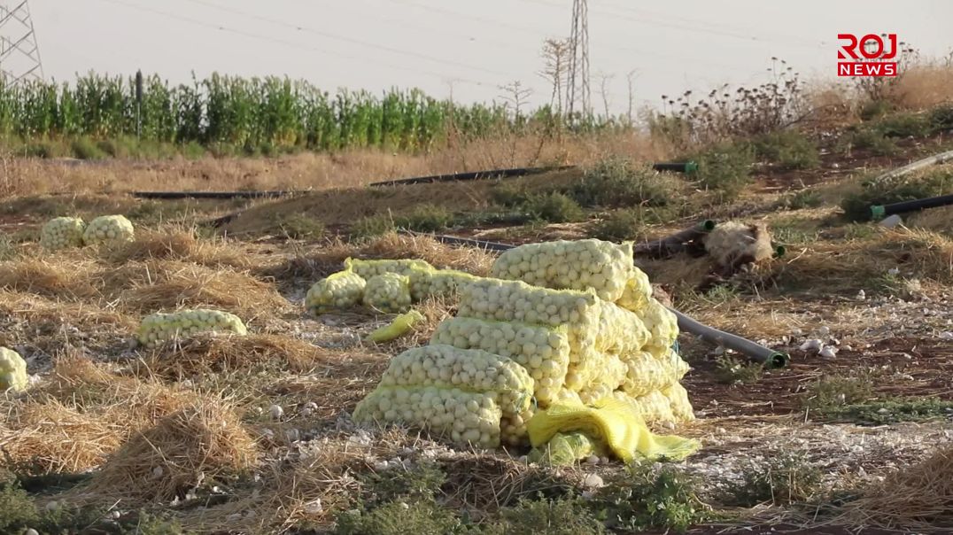 بەرهەمی پیازی ئاکرێ پێگەشتووە و هاردەکردنی بەرهەمی دەرەکی زیانی لە جوتیاران داوە