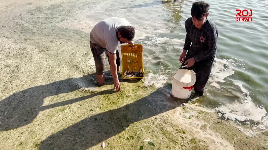  بڵاوبوونەوەی نەخۆشی زیانی زۆر لە پڕۆژەکانى بەرهەمهێنانی ماسی دەدات