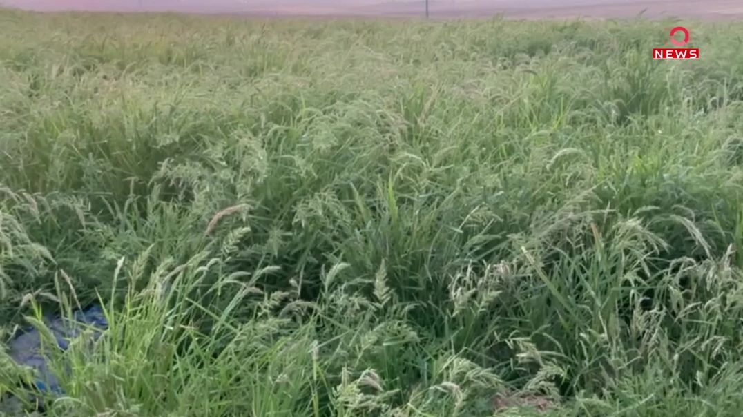 نەخۆشییەک مەترسی لەسەر لەناوچوونی کێڵگە برنجەکانی سنووری دهۆک درووست دەکات