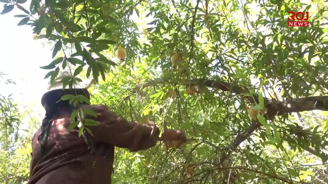 ئەمساڵ بەرهەمی هەنار لە سنووری هەڵەبجە ڕووی لە کەمی کردووە