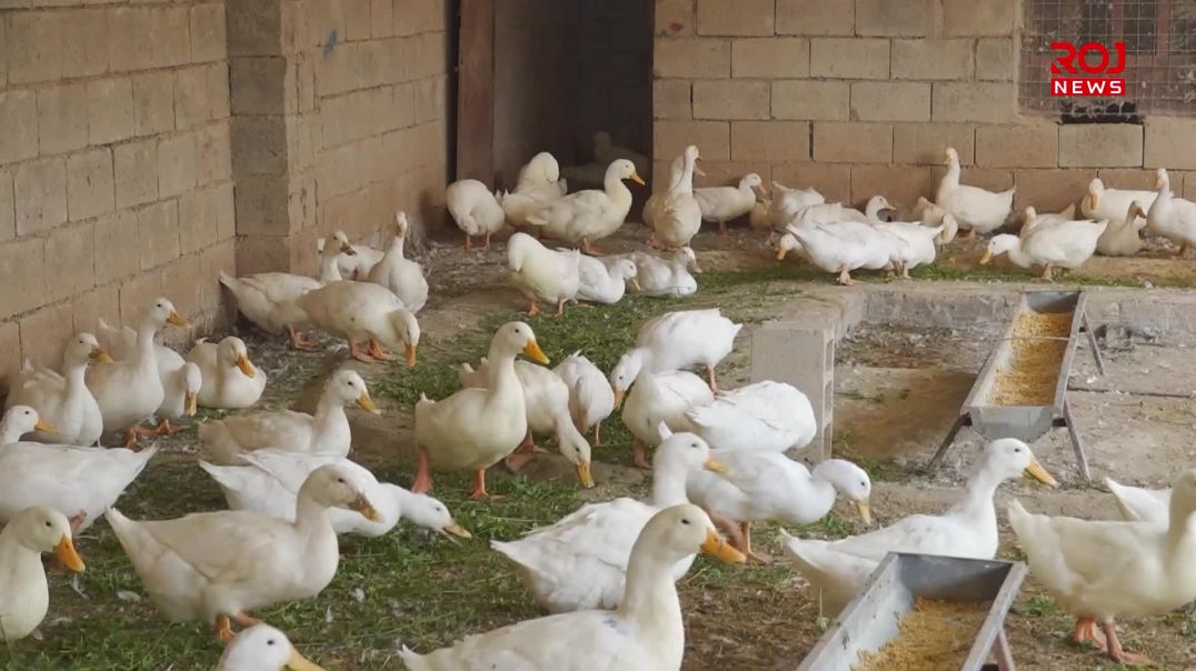 گەنجێکی چوارقوڕنە پڕۆژەیەکی بەخێوکردنی مراوی دادەنێت