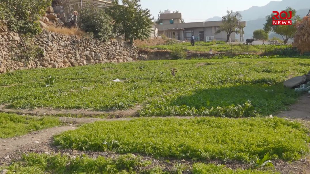 ژنانی دۆڵی شاورێ پێشەنگن لە بەرهەمهێنانی بەرووبوومە كشتوكاڵییەكان