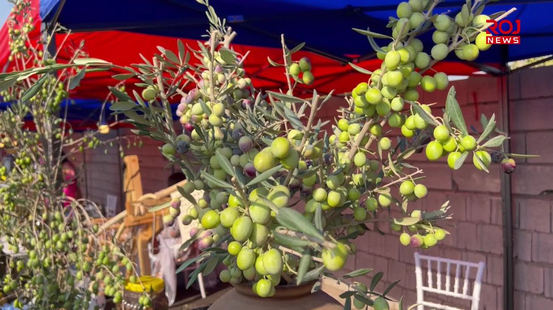 6-11-فیستیڤاڵی زەیتون لە کۆیە