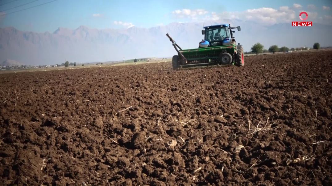 لە دەشتی شارەزوور وەرزی داچاندنی بەرهەمی گەنمە