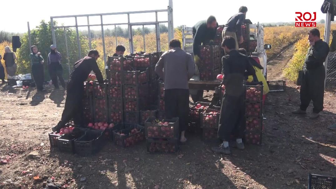 هه‌نارى هه‌ڵه‌بجه ‌و شاره‌زوور بارانى پایز لێیدا و نرخی بەرز بووەتەوە