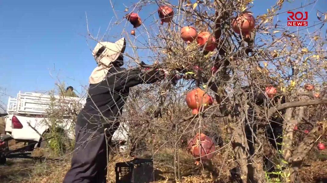 ژنانى كرێكار بە ده‌ستى ماندووى خۆیان بژێوی ژیانیان دابین دەکەن