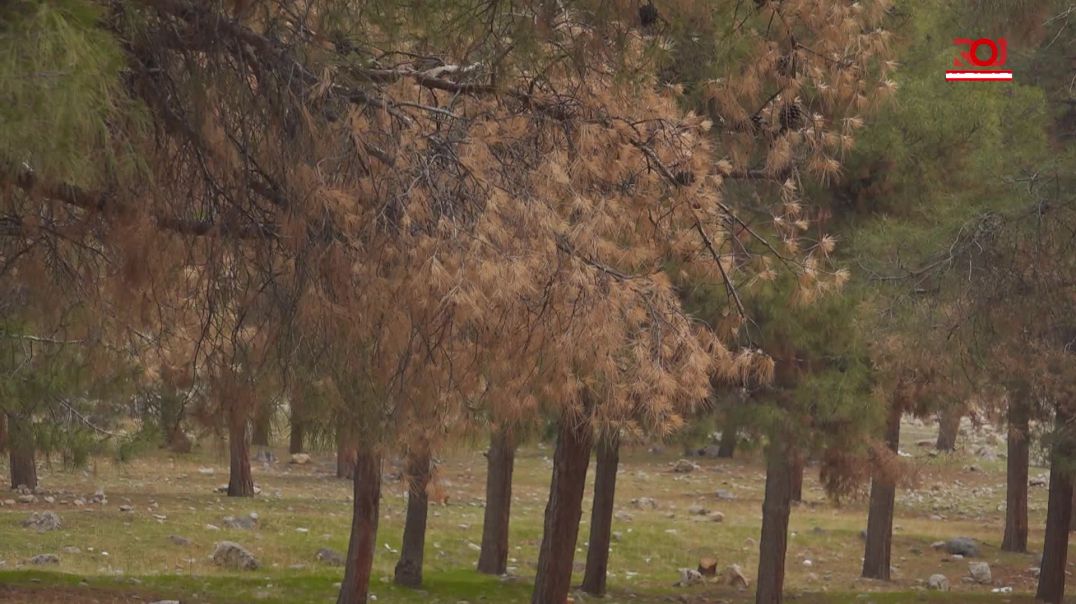 دارستانە دەستکردەکانی ئیدارەى ڕاپەڕین مەترسی لەناوچوونیان لەسەرە