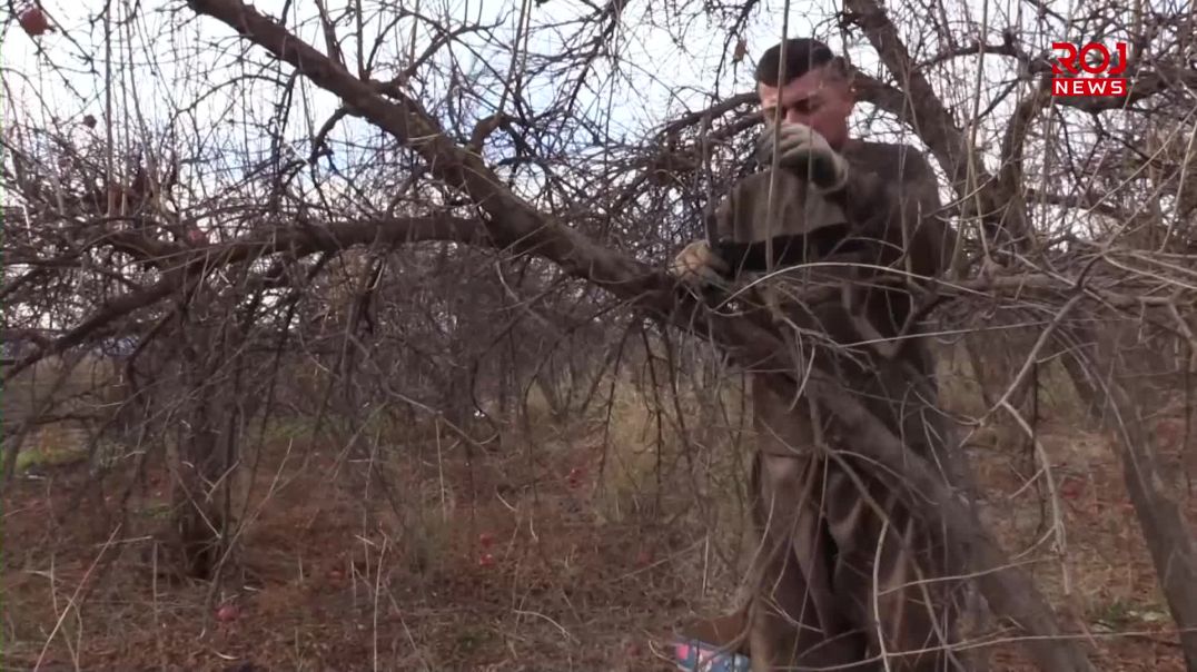 باخه‌وانه‌كان به ‌هه‌ڵپاچین خۆیان ئاماده‌ ده‌كه‌ن بۆ وه‌رزى گوڵ و به‌رهه‌م