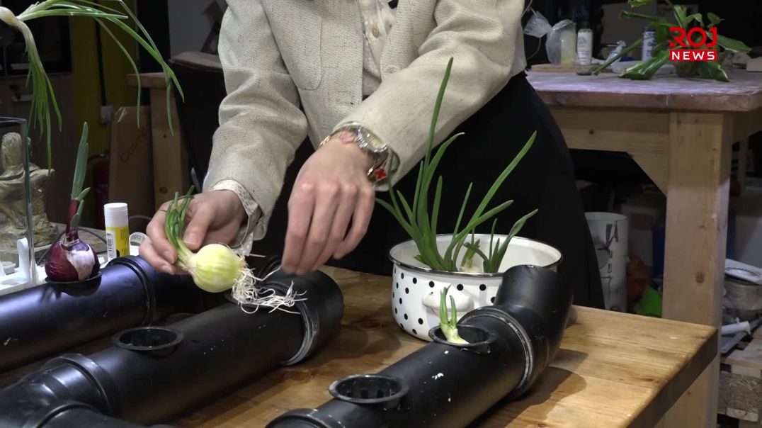 ژنێک سیستەمێکی زانستی بۆ بەرهەمێنانی سەوزە و بەخێوکردنی ماسی دادەنێت