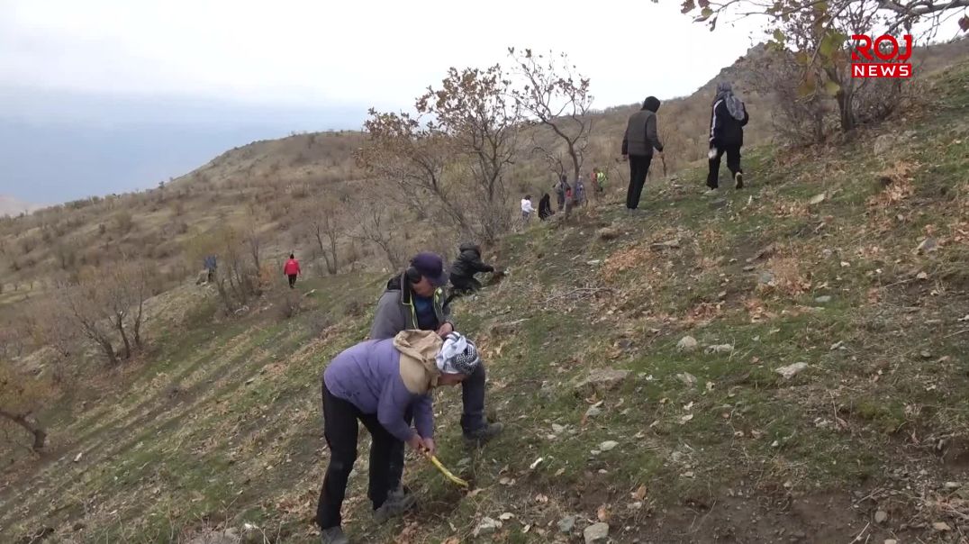 "پێویستە بە چاندنی دار قەرەبووی زیانە ژینگەییەکانی کوردستان بکەینەوە"