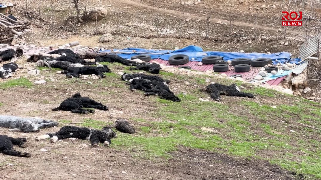 لە ڕواندز زیاتر لە ۲۰۰ کاری بزن مرداربوونەوە