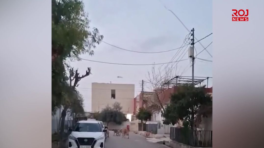 سەگی بێلانە بوونەتە مەترسیی لەسەر ژیانی خوێندکارانی دهۆک