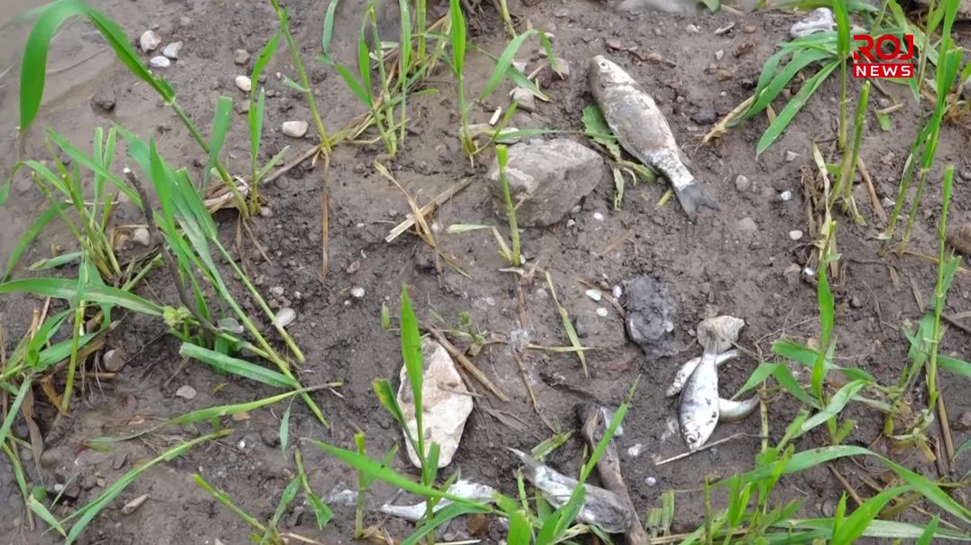 “بەردانەوەی ئاوی دەربەندیخان زیانی زۆر بە سامانى ماسى دەگەیەنێت”