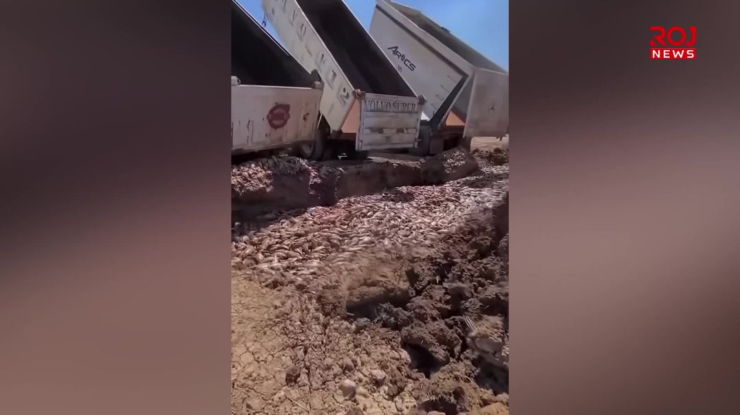 عێراق : بەسەدان تۆن ماسی لەناوچوون