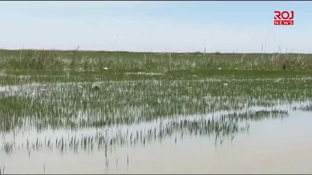 باران بارینى ئەم دواییانە بووەتە هۆى بووژاندنەوەى هۆڕەکانى عێراق