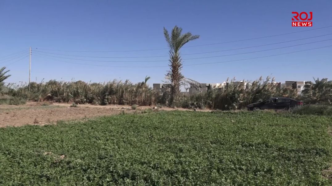 بالفيديو.. الأنبار العراقية تفقد مكانتها الزراعية