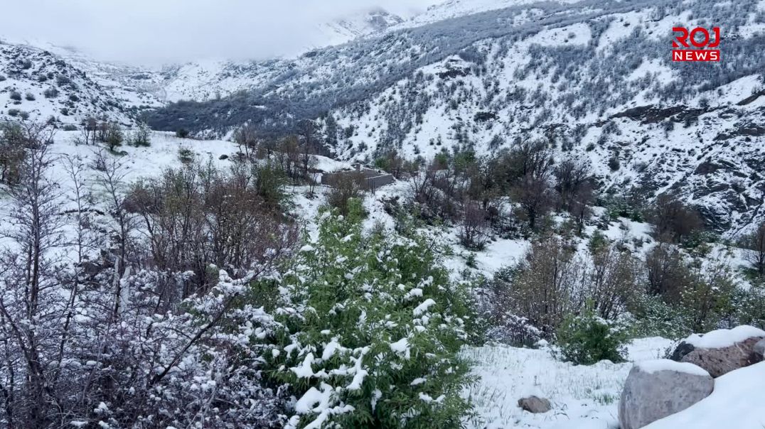 لە باڵەکایەتی بەفربارین مەترسی لەسەر بەرووبوومی کشتووکاڵی درووست کردووە