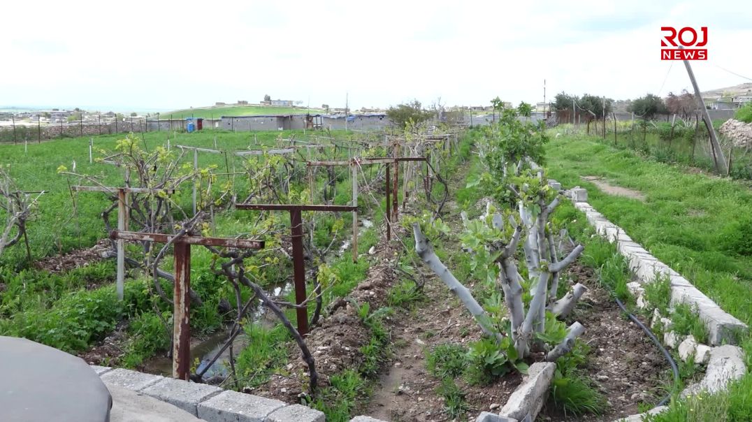 Bihara îsal rûyê cotkarên Mexmûrê geş kiriye