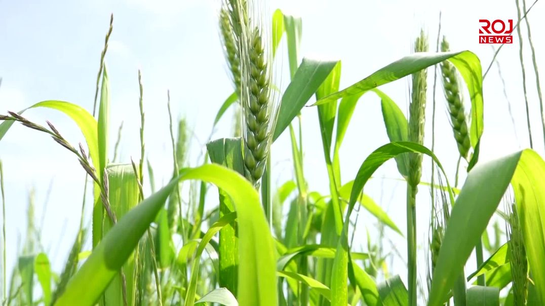 بەرهەمی جوتیاران بووەتە قوربانیی کەمتەرخەمییەکانی حکومەت و بۆیان ساغ نابێتەوە
