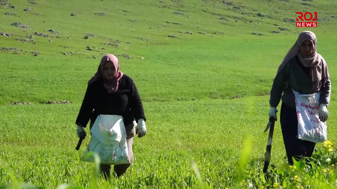 لە شارەزوور گیا بەهارییەکان بونەتە سەرچاوەی بژێوی خەڵک