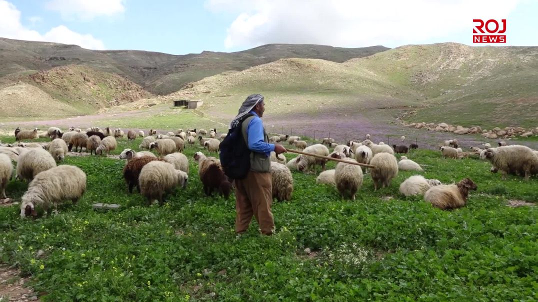 Tevî dorpêçê, li Mexmûrê bihara îsal bandoreke baş li sewalvaniyê dike