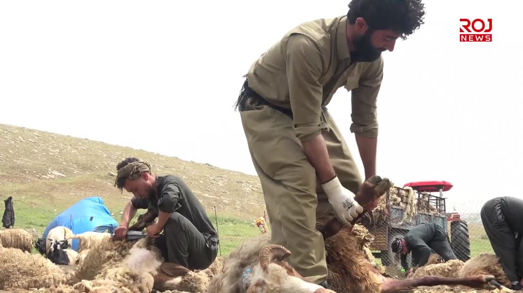 مەڕدارەکانی سەیدسادق به‌ هه‌ره‌وه‌زى بڕینەوەی مەڕەکانیان دەستپێکرد