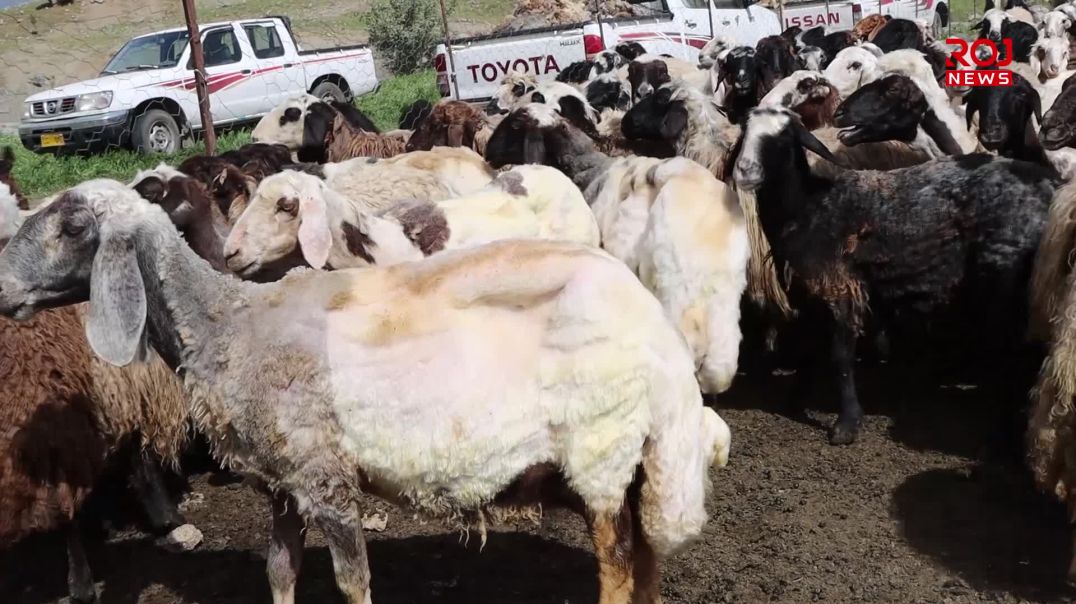 مەڕدارانی بناری قەندیل بە هەرەوەزییەوە مەڕەکانیان دەبڕنەوە