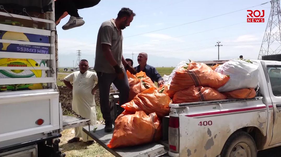 پاقله‌ى شاره‌زوور ساغ نابێتەوە و جووتیاران داوای داخستنی سنوورەکان دەکەن