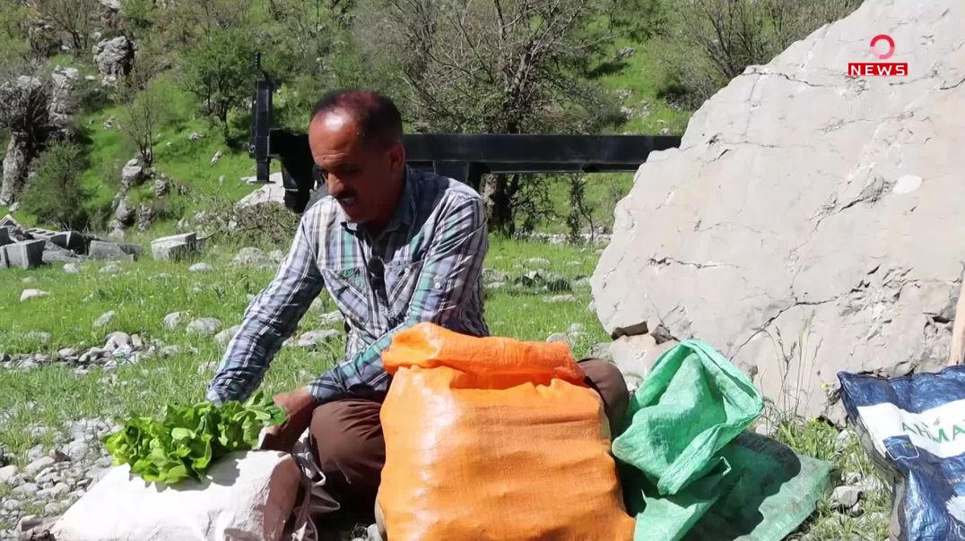 قەندیل؛ بە گیا بەهارییەکانی ڕازاوەتەوە و باوەشی بۆ خەڵک کردووەتەوە