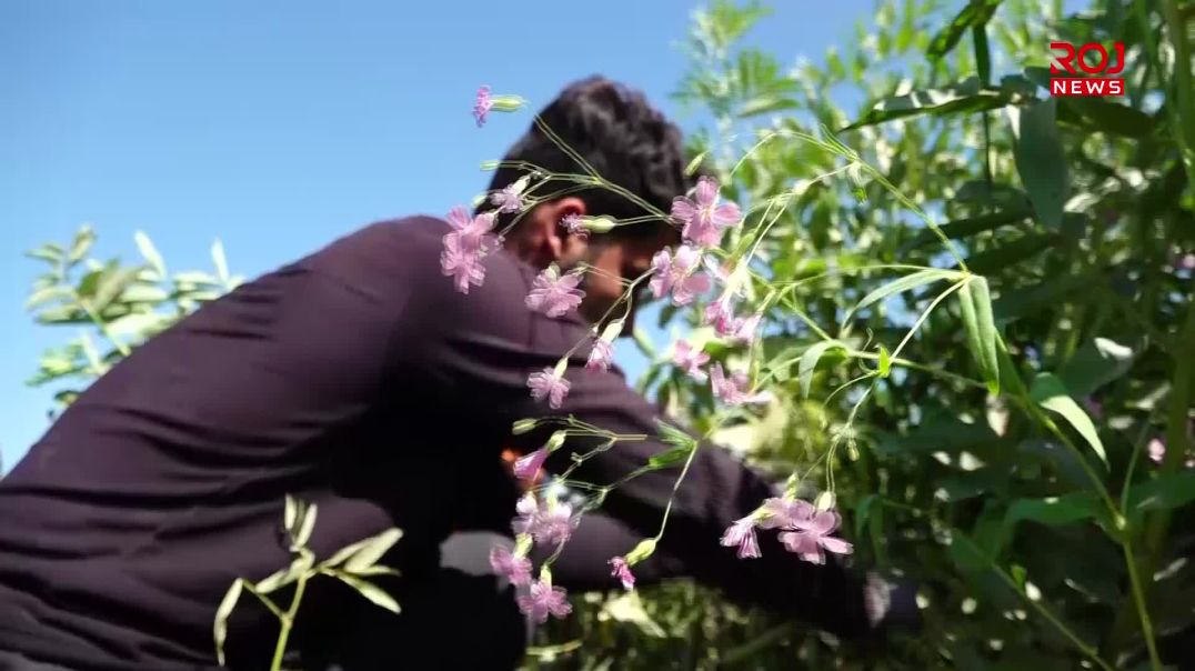 لە شارەزوور وەرزی چنینەوەی پاقلەیە و جوتیاران خەمی ساغکردنەوەیانە