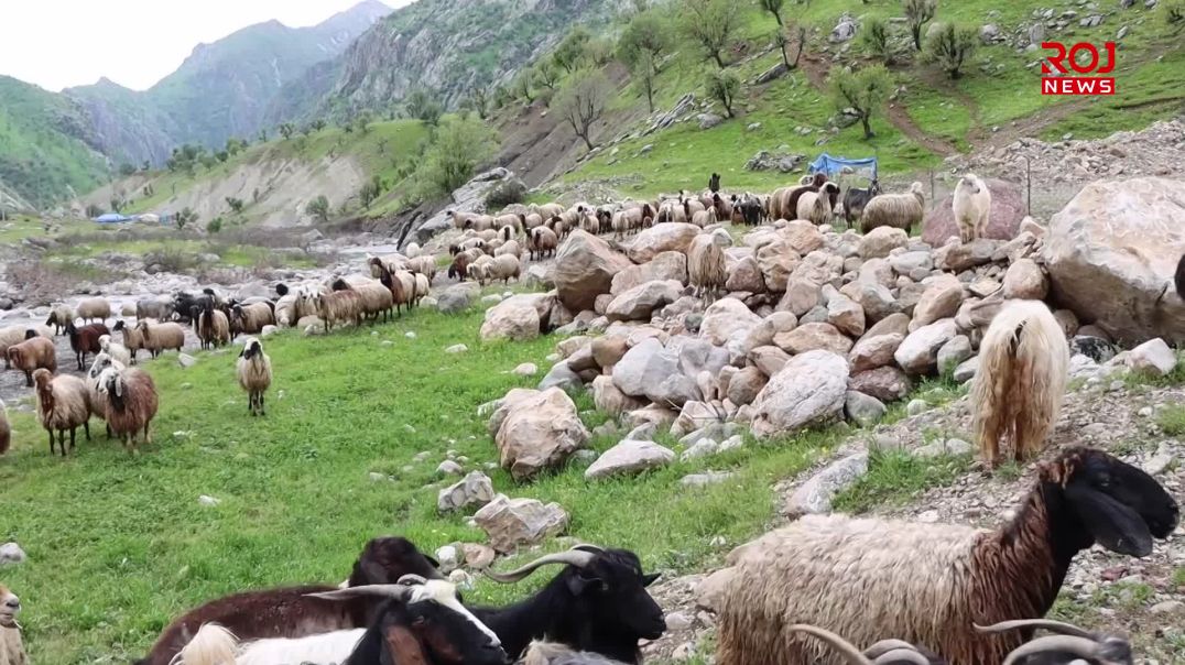کۆچەرییەکانی قەندیل: لە سای گەریلاکانەوە ترسمان نییە و ماڵمان پارێزراوە