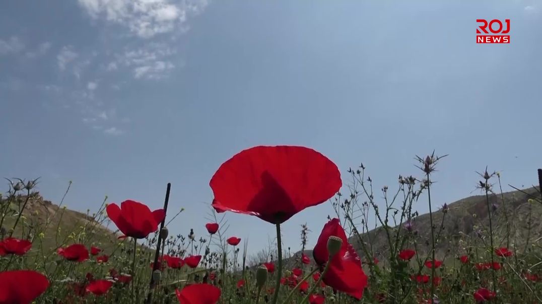 Li Şengalê Tiba Xwezayî û Jin: Dermankirina bi giyayan