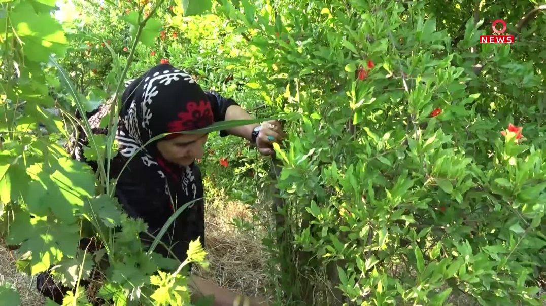 ژنێکی ٦٠ ساڵان بە بەرهەمەکانی باخەکەی ماندووبونی خۆی دەچنێتەوە