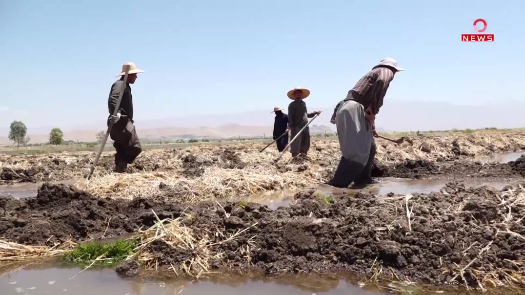شارەزوور؛ ‌داچاندنى چه‌ڵتوك بە هەرەوەزی دەستیپێکرد