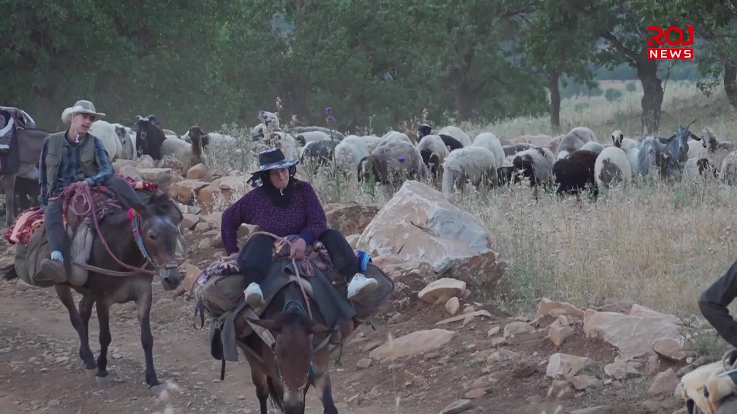 کۆچەرییەکان لە کەشێکی ئارام و پارێزراودا ڕوو لە کوێستانەکانی قەندیل دەکەن