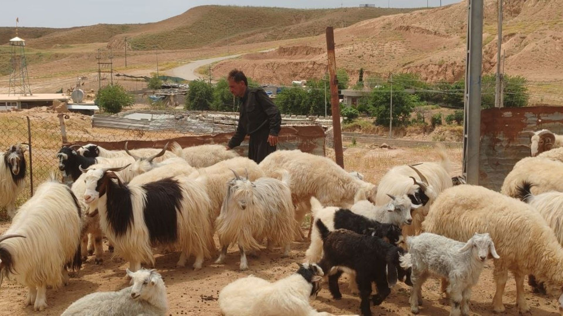 بەهۆی دانەمەزراندنییەوە گەنجێکی خاوەن بڕوانامە شوانیی دەکات