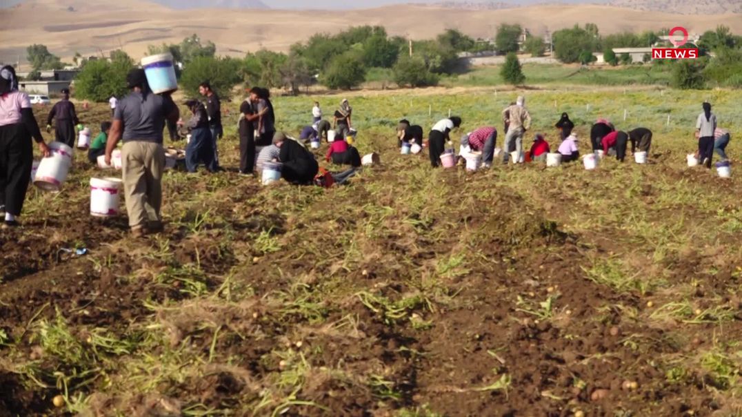 ده‌شتى شاره‌زوور؛ سه‌رچاوه‌یه‌كى گه‌وره‌ى هه‌لی كار بۆ هه‌زاران خانەوادە