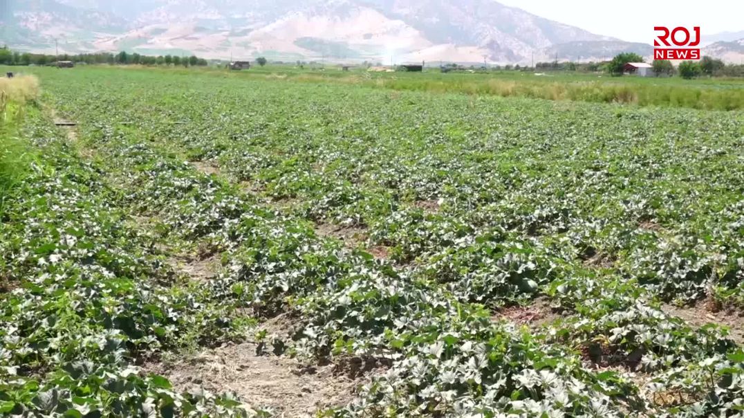 كه‌مى كاره‌بایی نیشتیمانى مه‌ترسى لەسەر كه‌رتى كشتوكاڵی پێنجوێن دروستكردووه‌