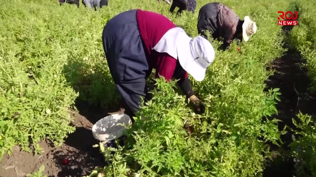 به‌رهه‌مى جوتیارانی شارەزوور پێگه‌شتووه‌ و کێشەی ساغبوونەوەی هەیە