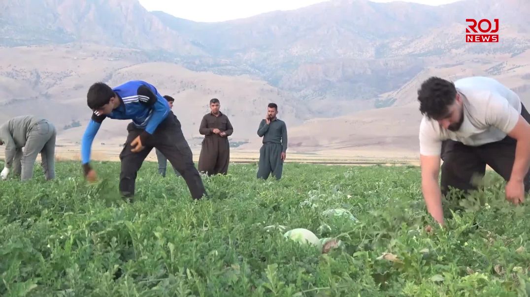 شووتى شاره‌زوور پێگه‌شت و‌ بێبازاڕى زیانى زۆرى له‌ جووتیاران داوه‌
