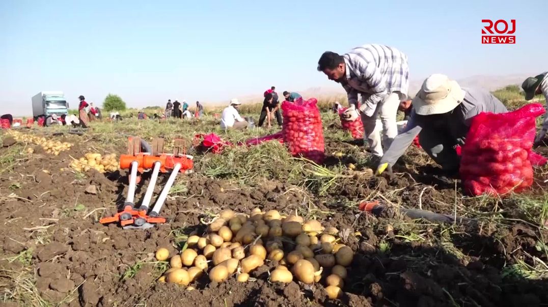 بەرهەمی پەتاتەی شارەزوور کێشەی ساغکردنەوەی هەیە