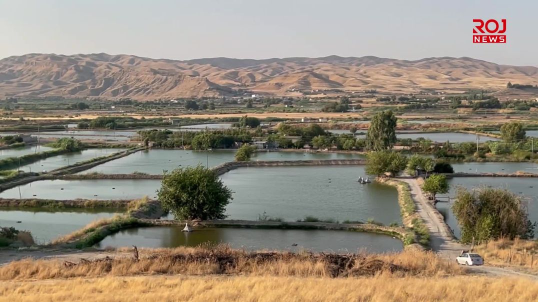 حکومەتی هەرێم بە مەرج ڕێنماییەکان خاوەنپڕۆژەکانی ماسی تووشی قەیران دەکات