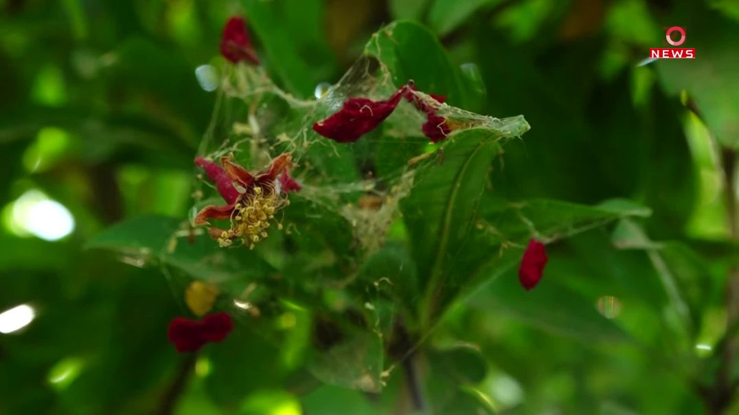 نەخۆشی بەرۆکی درەختە بەردارەکانی هەڵەبجەی گرتووە و بەرهەم کەمی کردووە