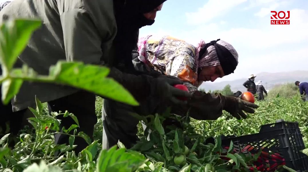 ژنان لە کێڵگەکانی پێنجوێن چیرۆکی کۆڵنەدان دەگێڕنەوە
