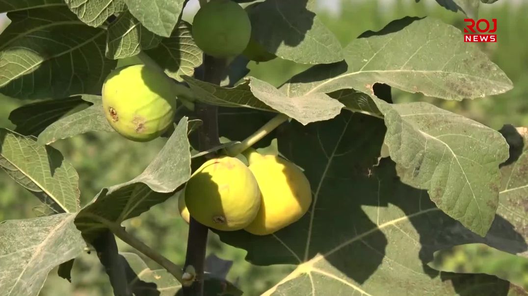  وەرزی پێگەیشتن و چنینەوەی هەنجیرە لە دەڤەری پشدەر