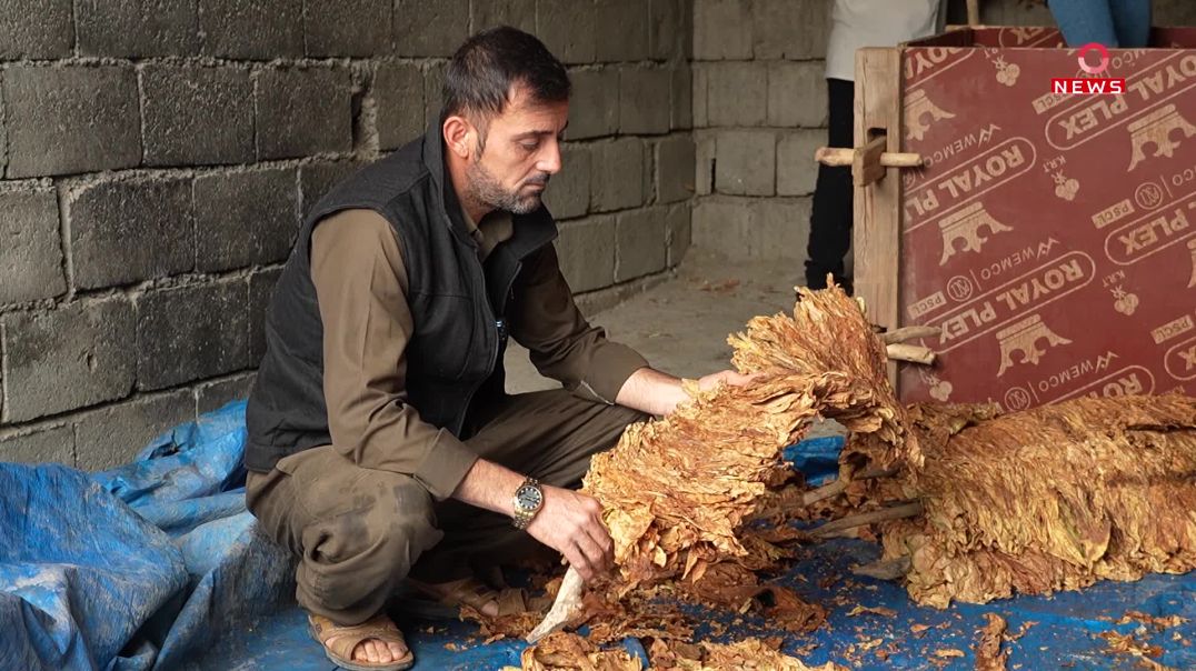 تووتنی بناری قەندیل بە تایبەتمەندییە بەرزەکەی بازاڕەکانی عێراقی تەنیوە