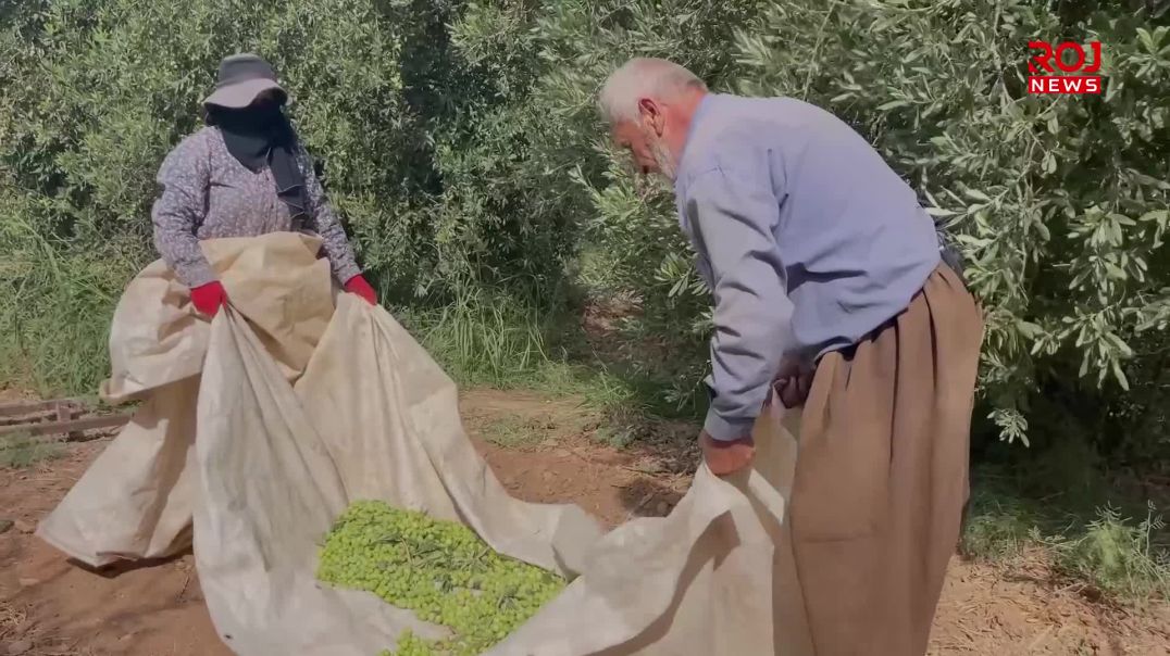 بەرهەمی زەیتوونی هەرمۆتە بازاڕەکانی هەرێم پڕدەکات